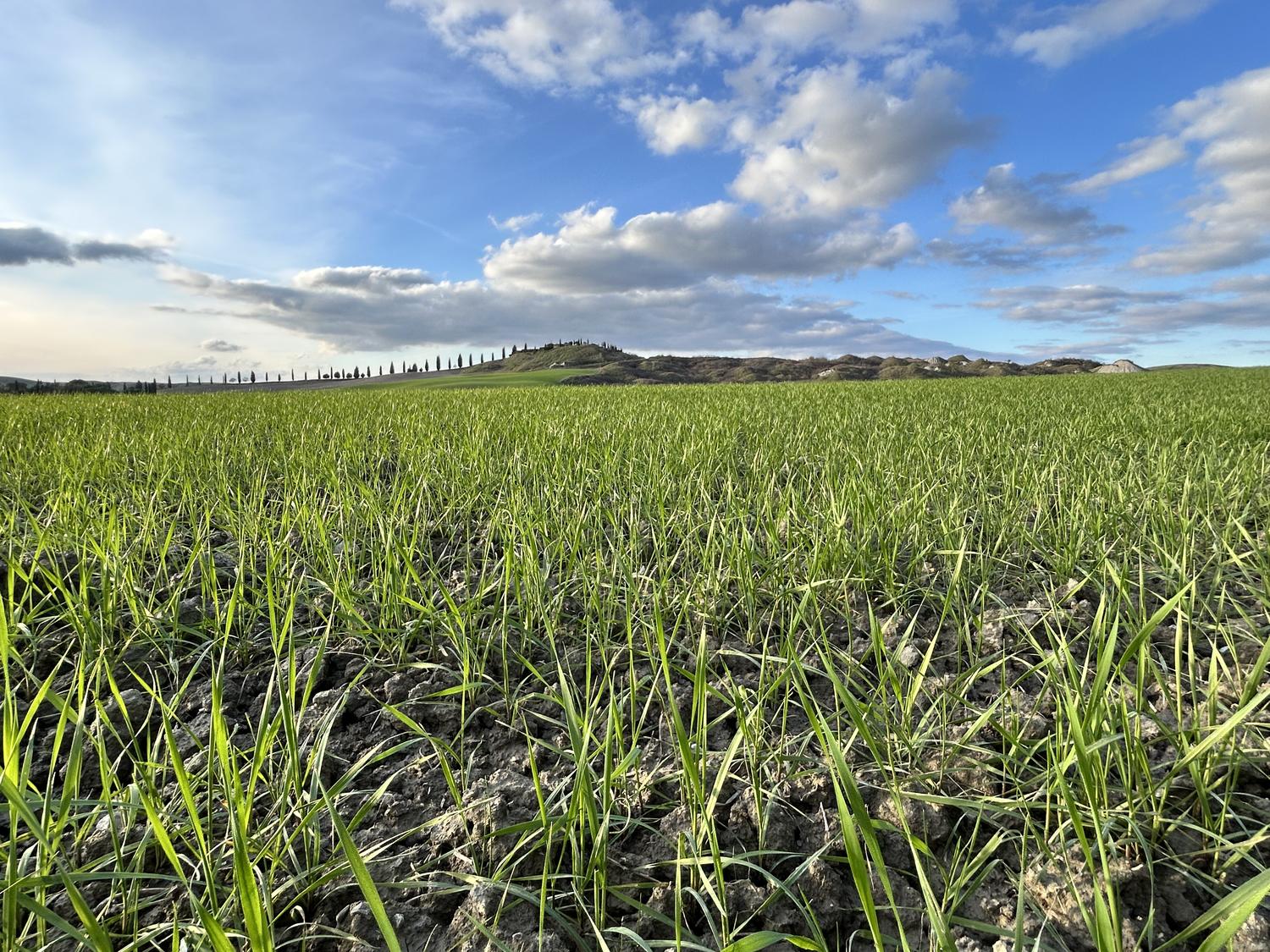Campo di farro Dicocco Bio Futuro